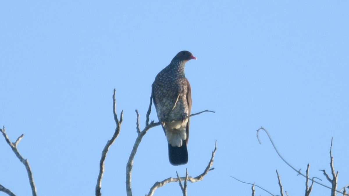 Scaled Pigeon - ML548676601