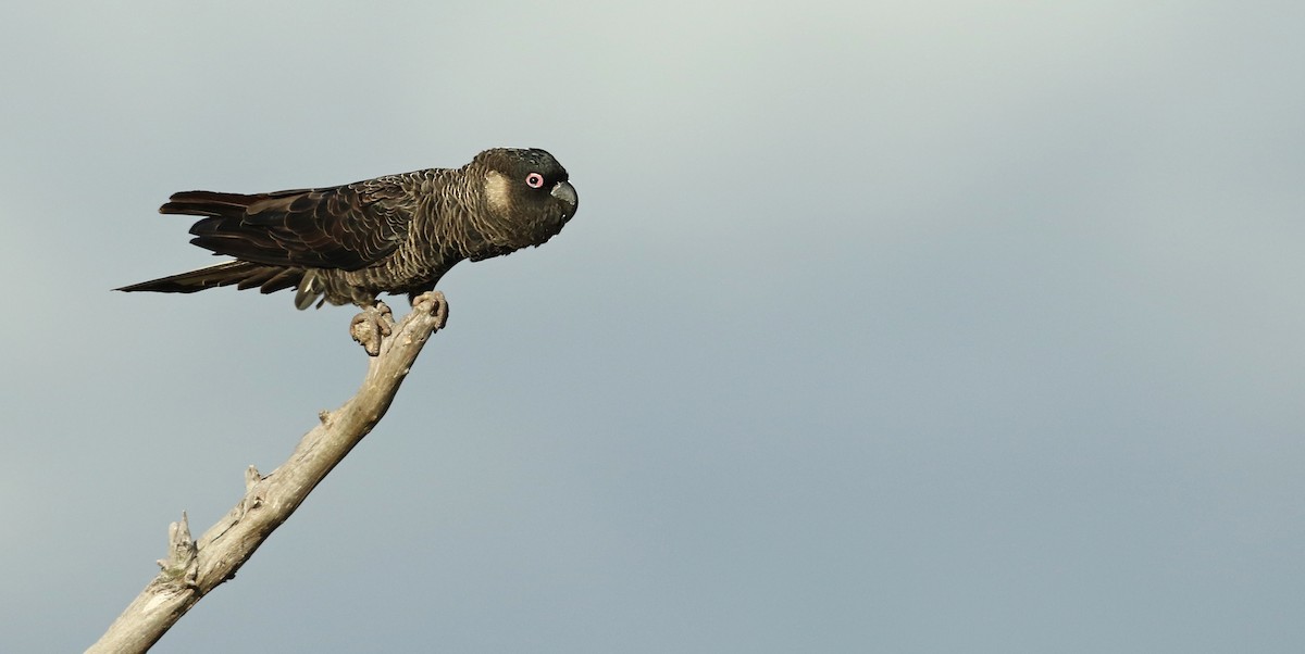 Carnaby's Black-Cockatoo - Luke Seitz