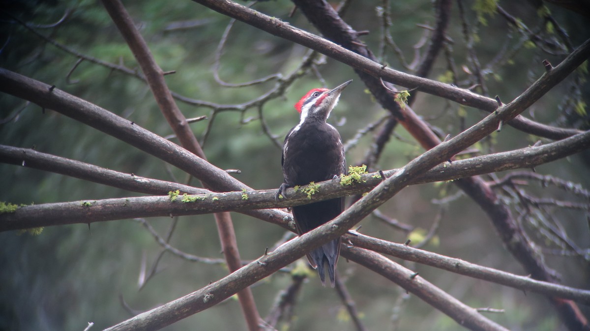 Pileated Woodpecker - ML548677081