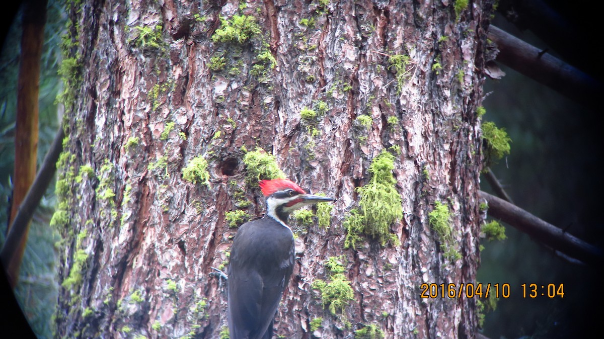 Pileated Woodpecker - ML548677091