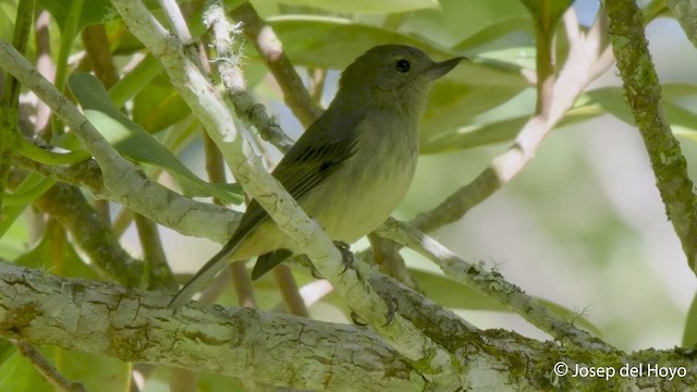 Slaty Flowerpiercer - ML548677171