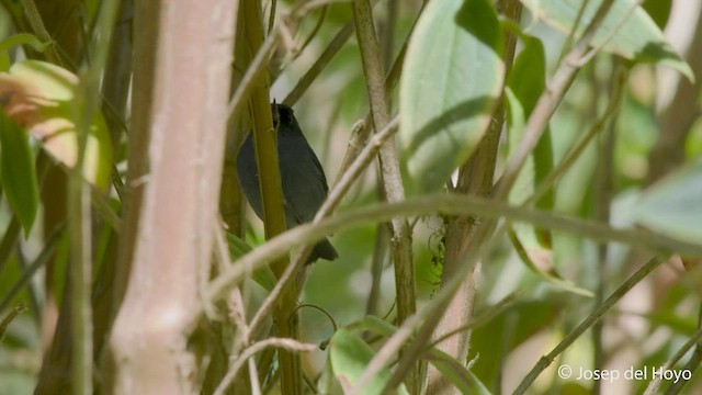 Slaty Flowerpiercer - ML548677191