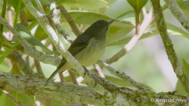 Slaty Flowerpiercer - ML548677211