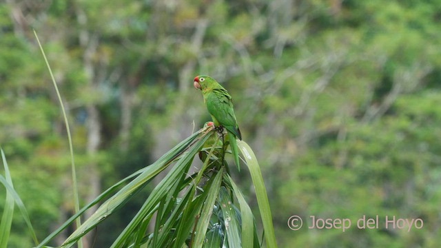 Crimson-fronted Parakeet - ML548677341