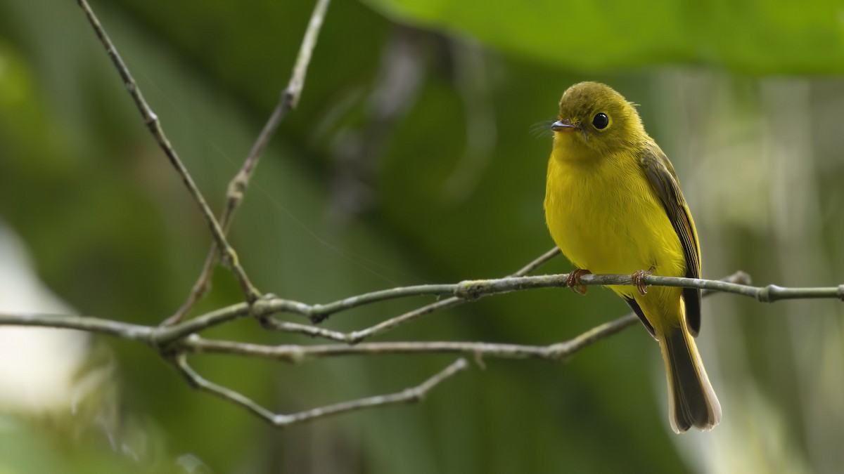 Citrine Canary-Flycatcher - ML548677601