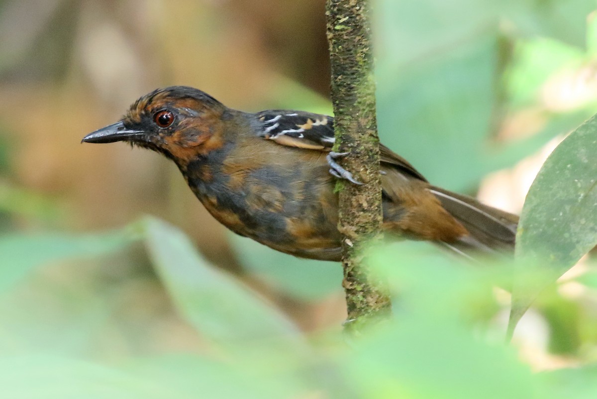 Black-headed Antbird - ML548678791