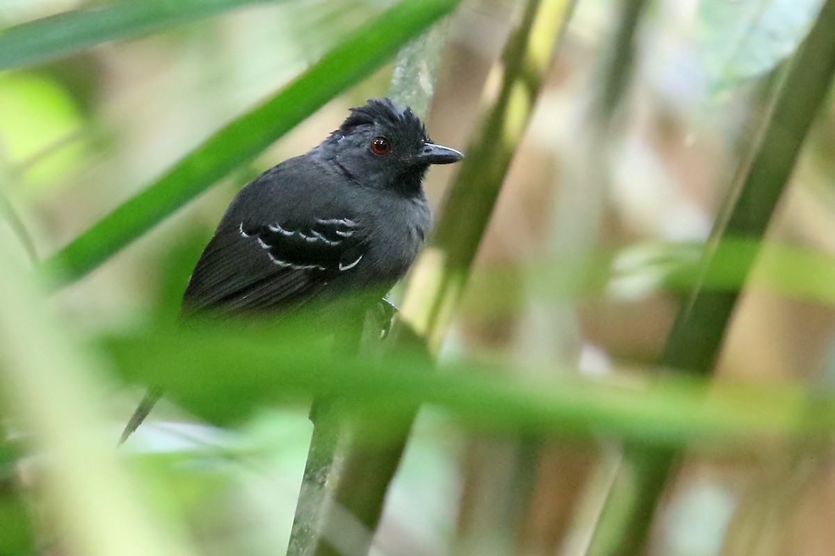 Black-headed Antbird - ML548678801