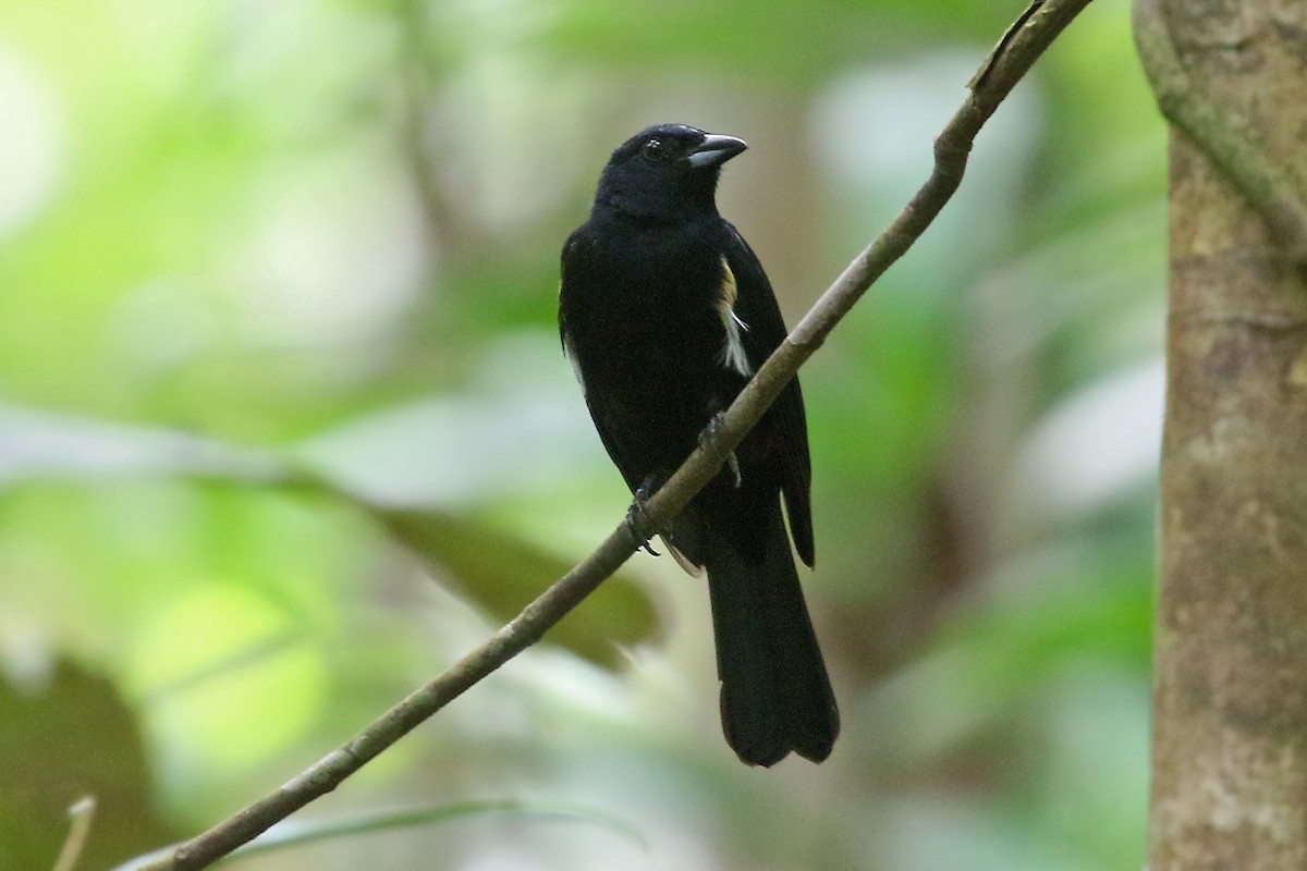 Fulvous-crested Tanager - ML548678821