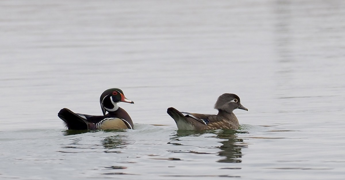 Wood Duck - Bob & Anne-Marie Taylor