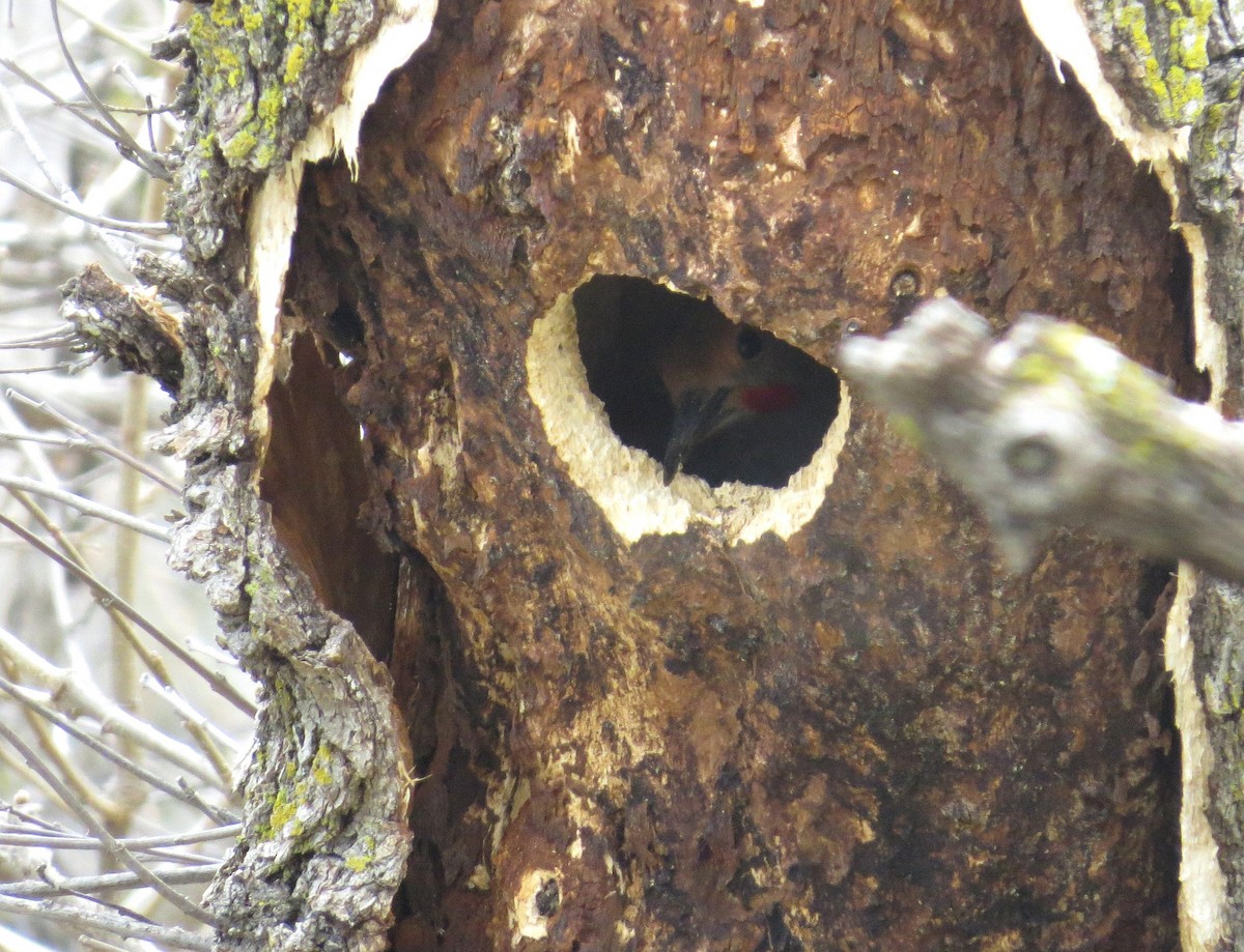 Northern Flicker - ML54867891
