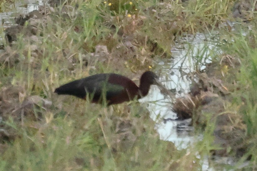 Glossy Ibis - ML548679371