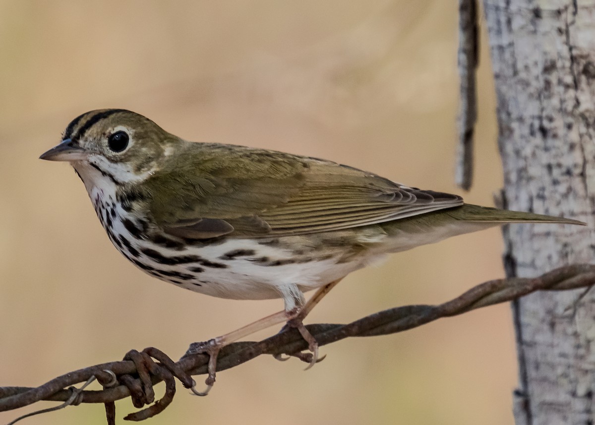 Ovenbird - R Dennis Ringer