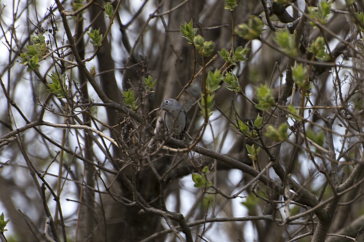 Blue-gray Gnatcatcher - Deborah Dohne
