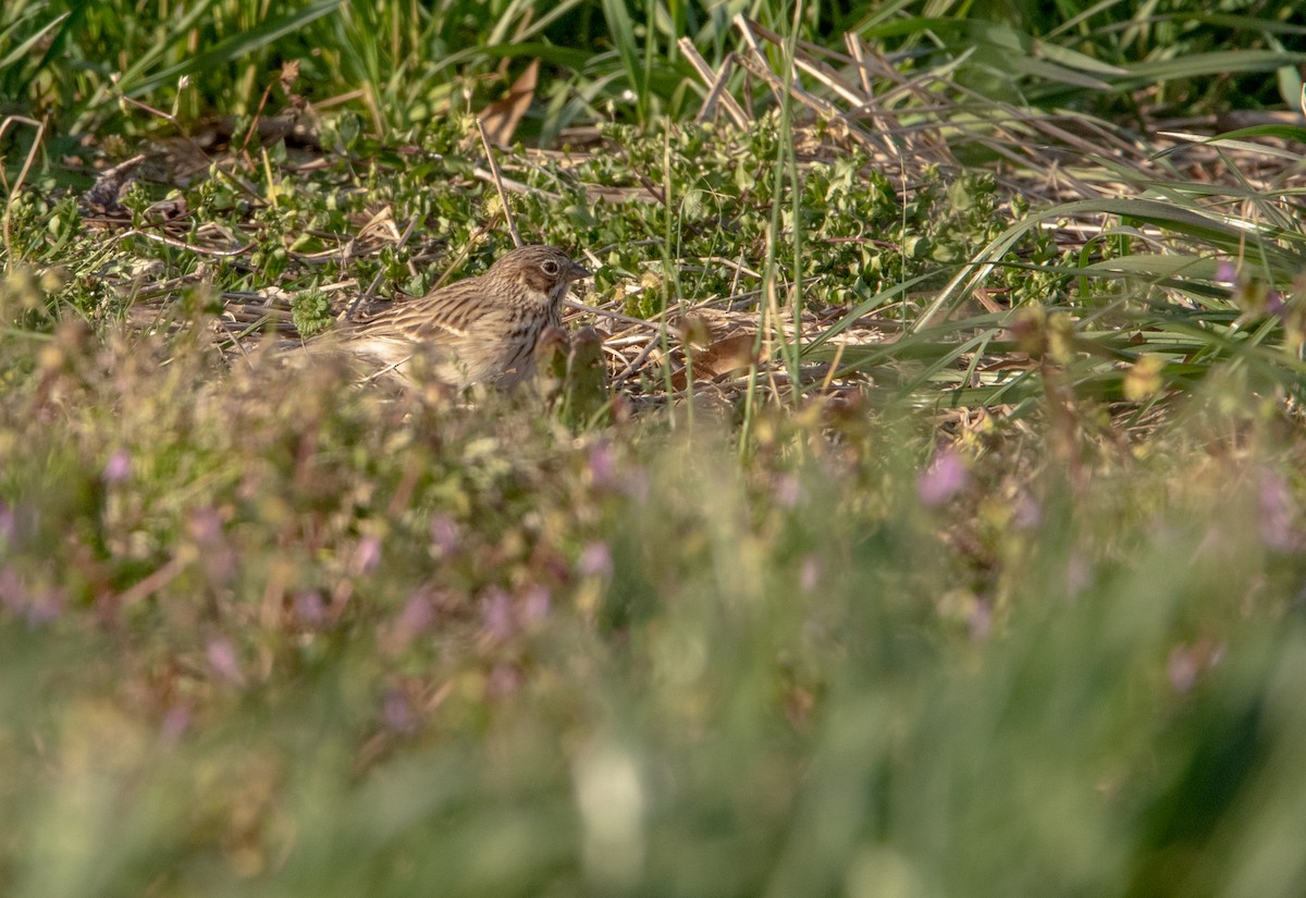 Vesper Sparrow - ML548682381