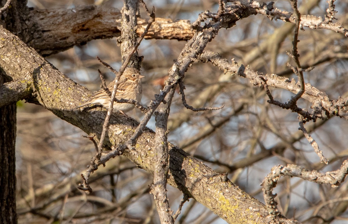 Vesper Sparrow - ML548682391