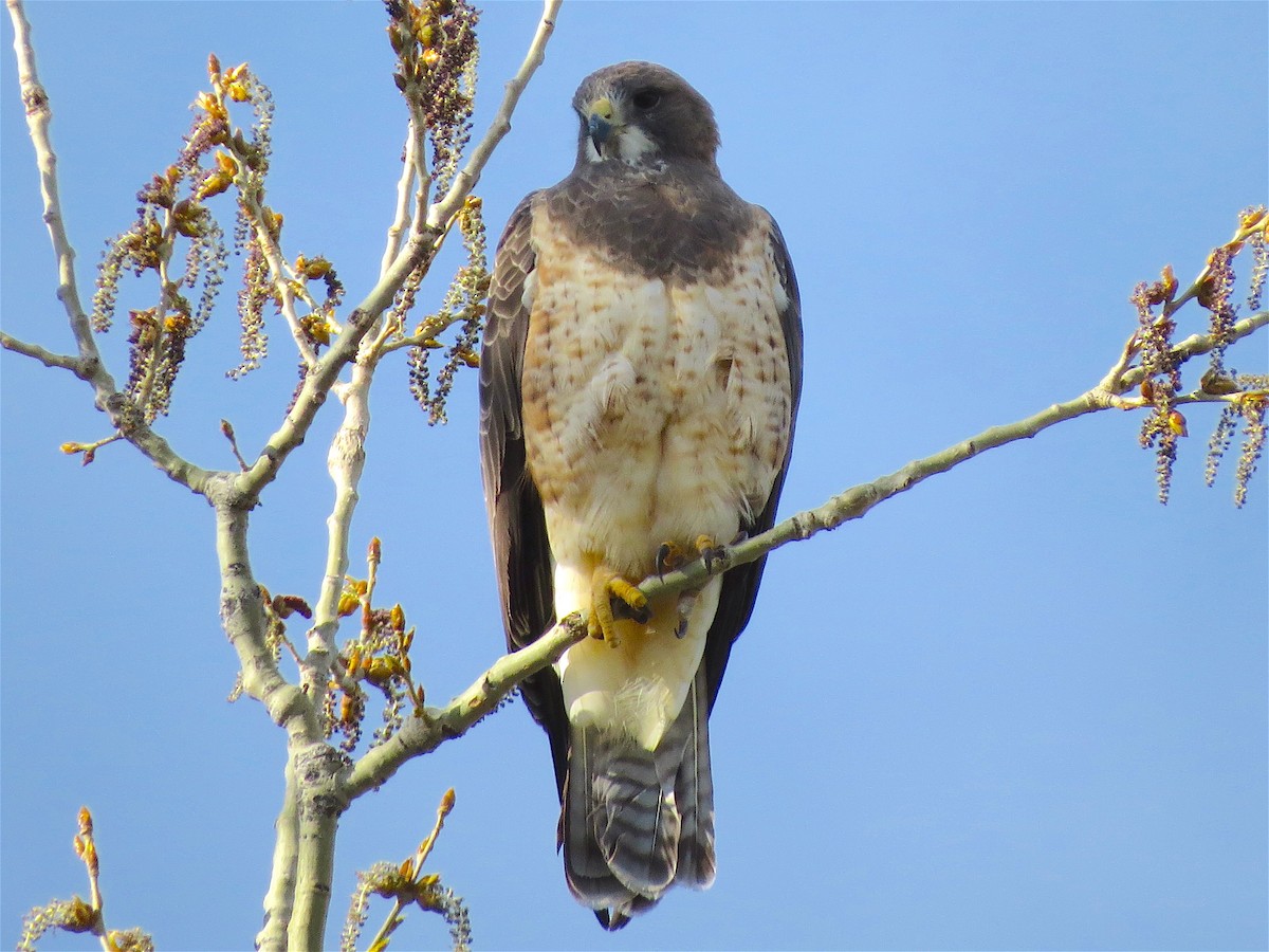 Swainson's Hawk - ML54868261