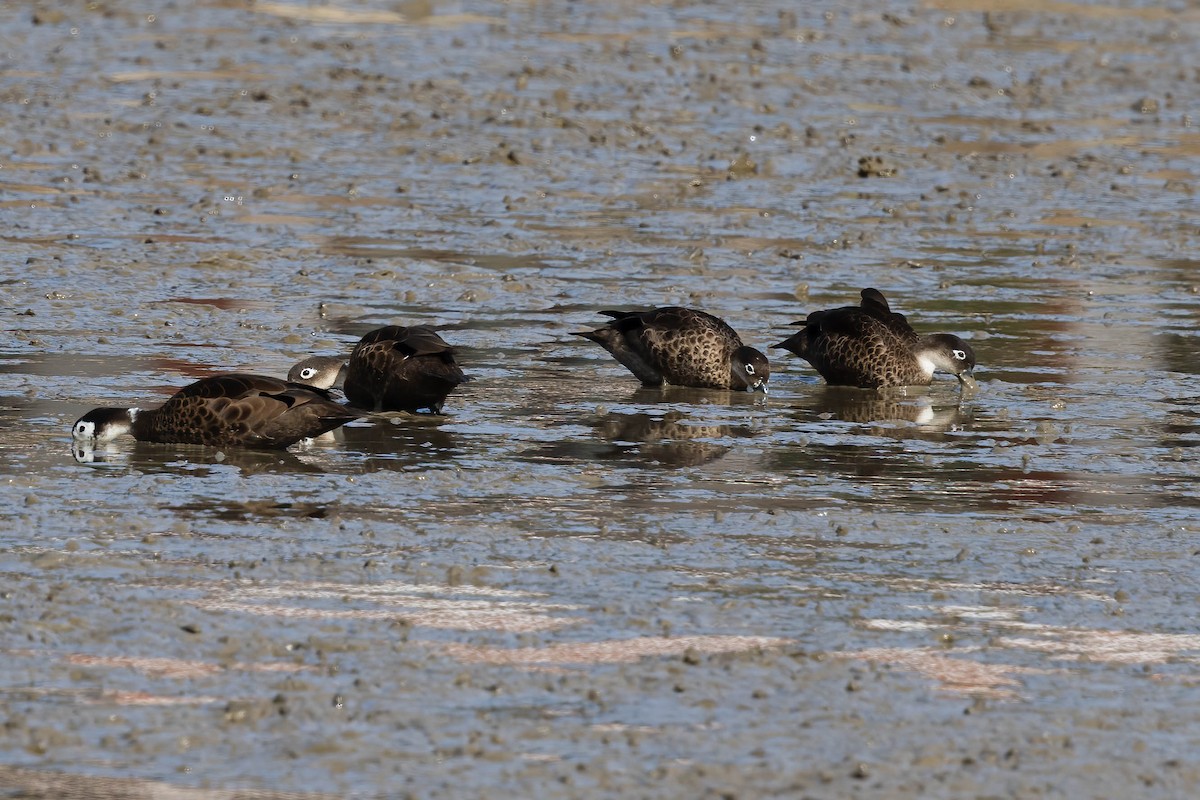 Andaman Teal - Neeraja V