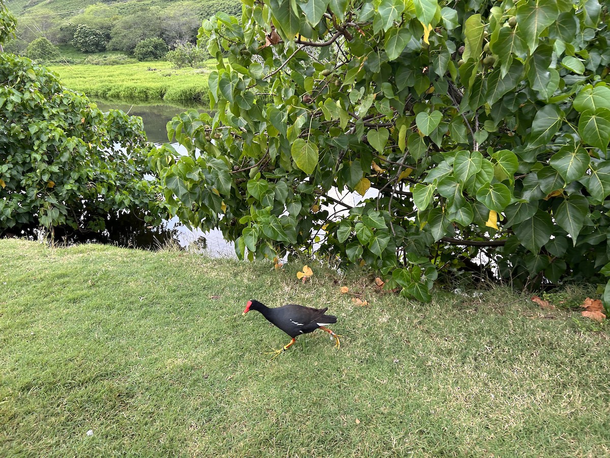 Gallinule d'Amérique - ML548683371