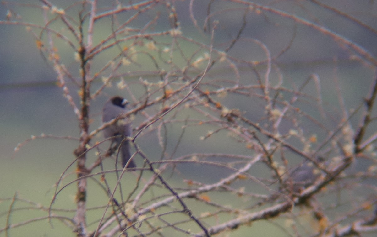 Black-faced Tanager - ML548683711