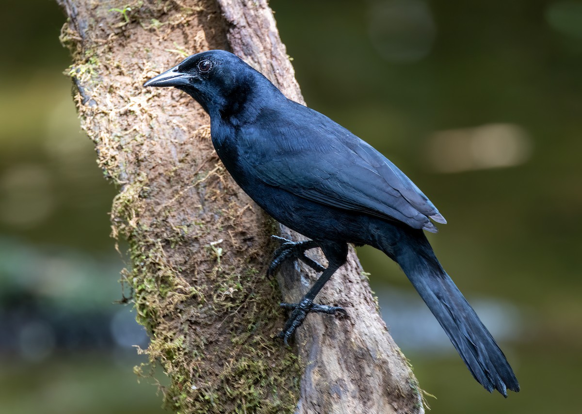 Melodious Blackbird - Iris Kilpatrick