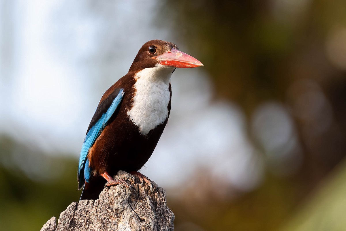 White-throated Kingfisher - ML548684291