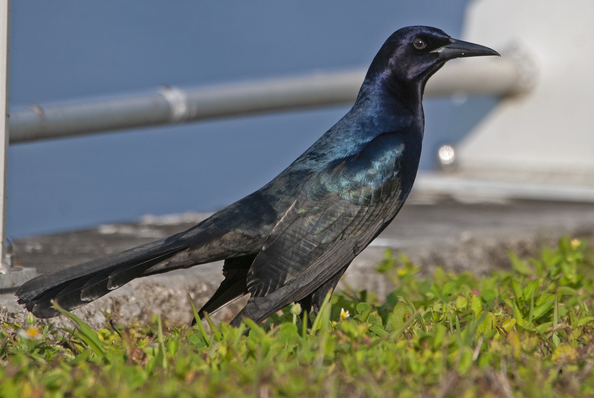 Boat-tailed Grackle - ML548684381