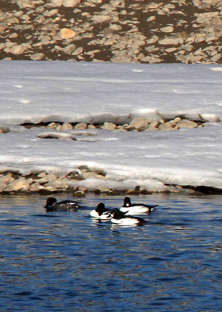 Barrow's Goldeneye - ML548684721