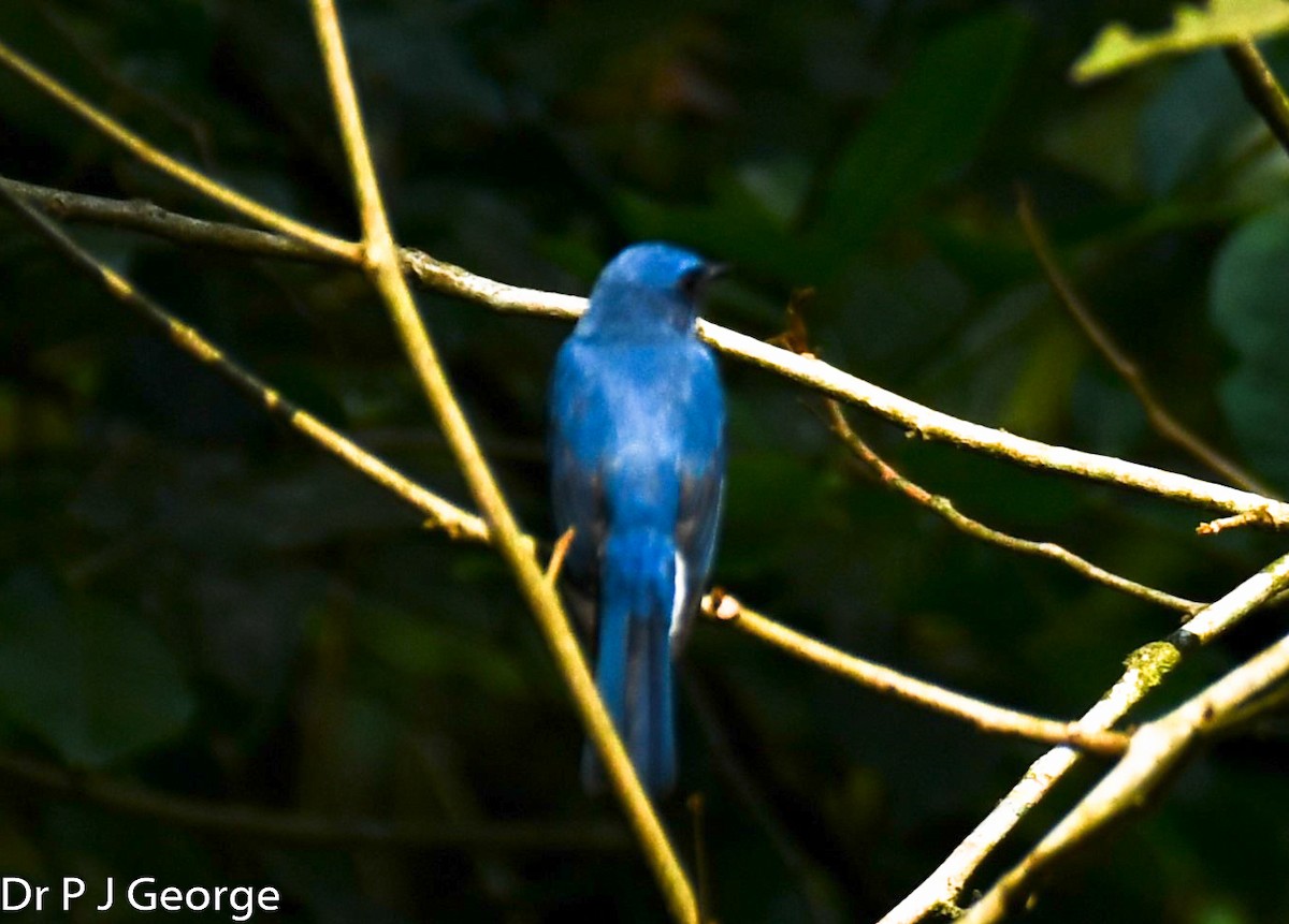 Nilgiri Flycatcher - ML548685061