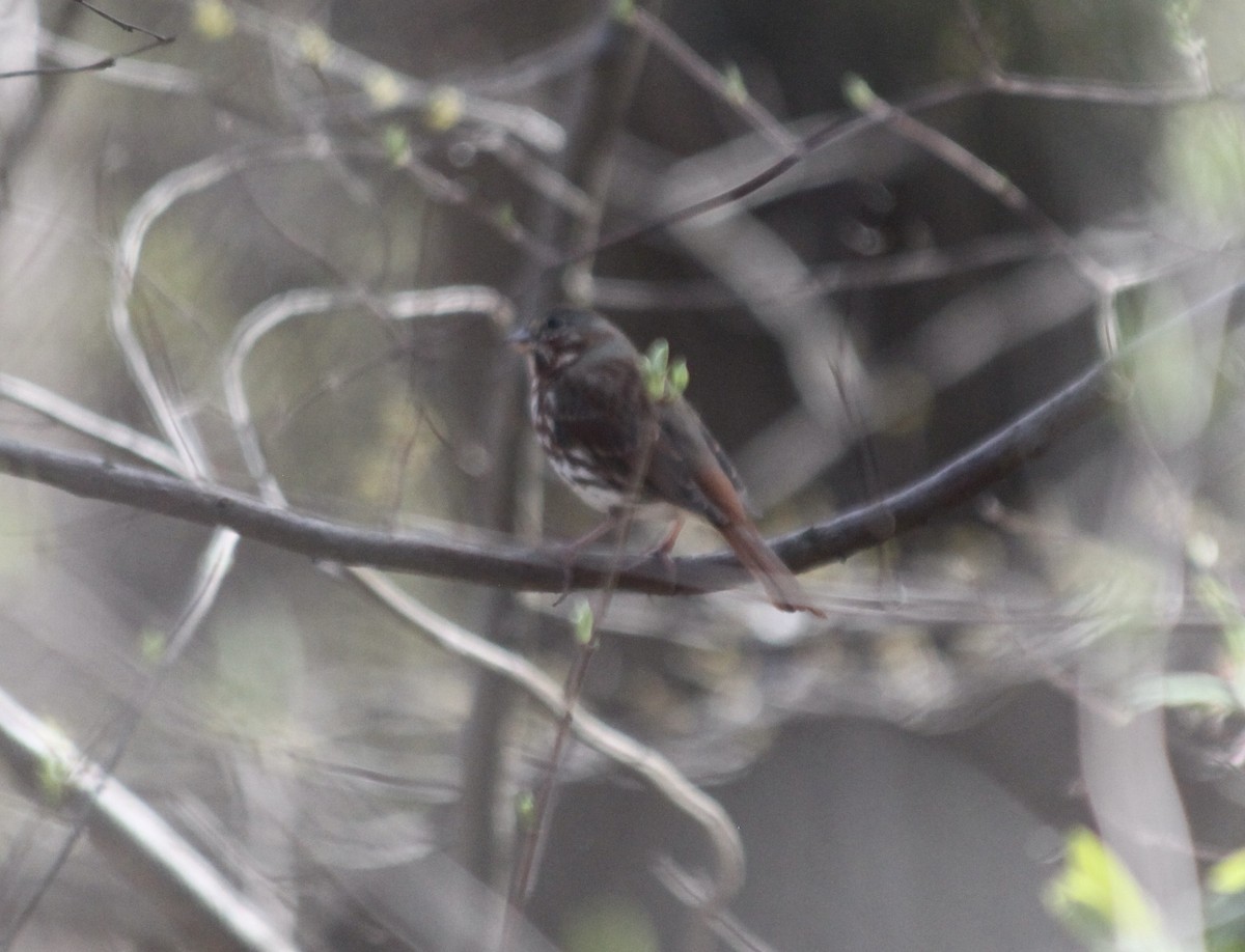 Fox Sparrow - ML548685271