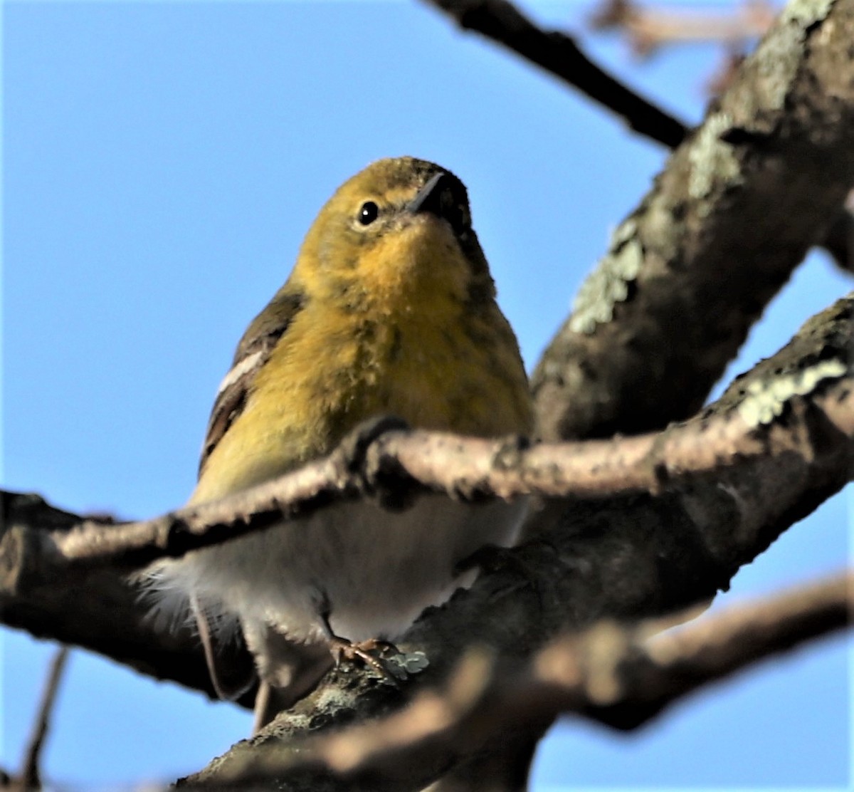 Pine Warbler - ML548687311