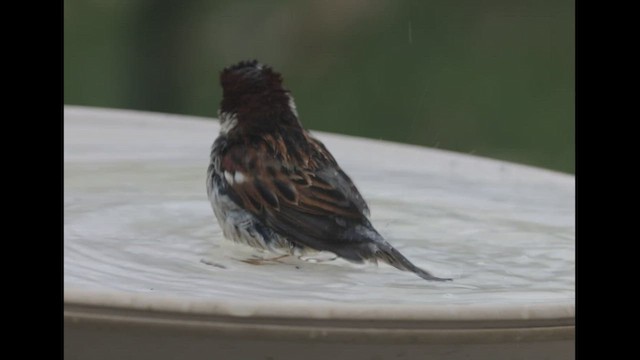 House Sparrow - ML548687641