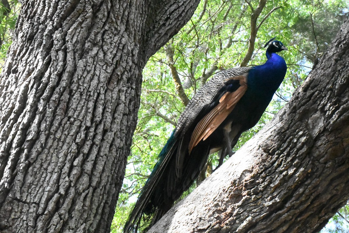 Indian Peafowl - ML548689401