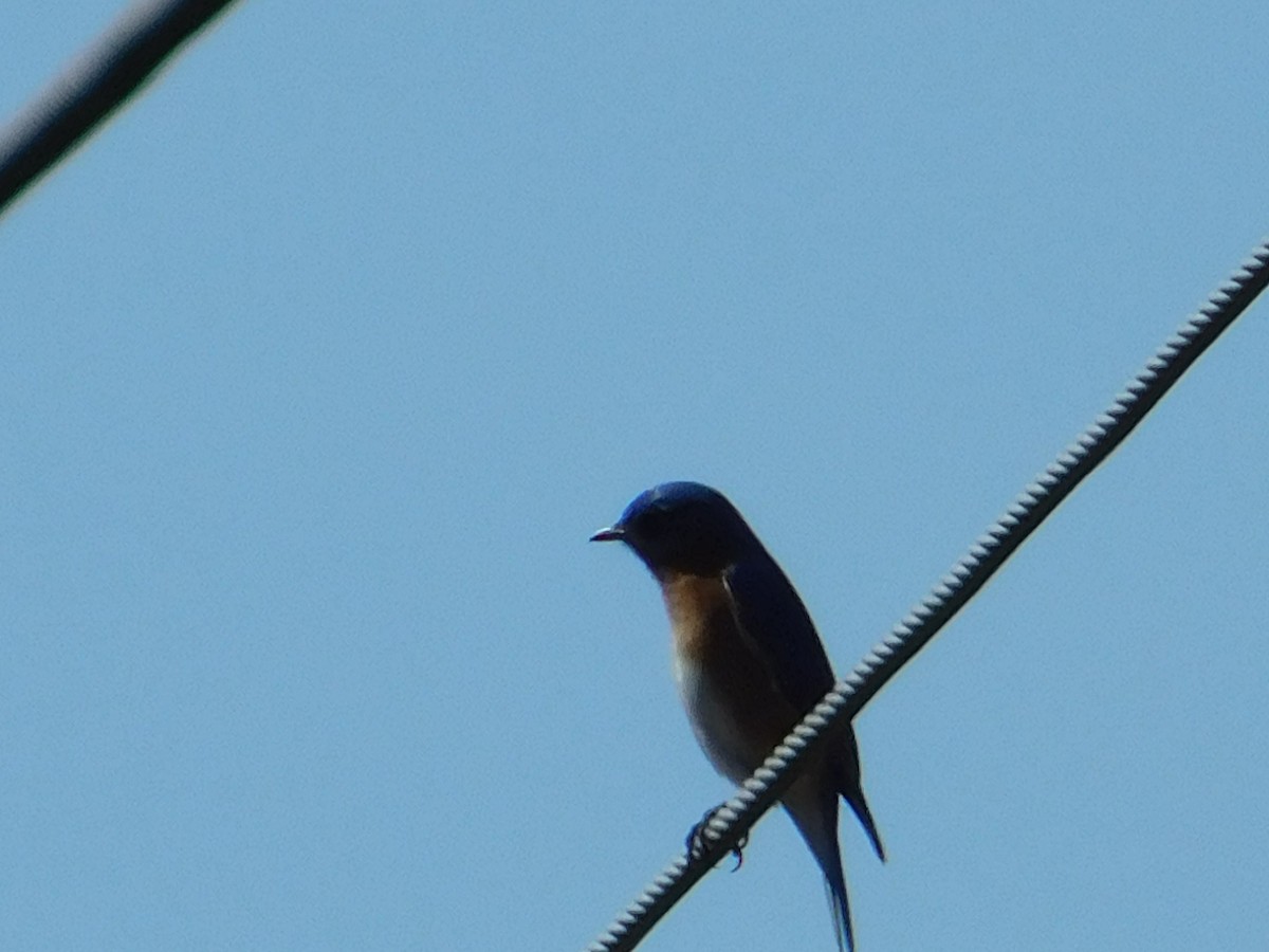 Eastern Bluebird - ML54869001