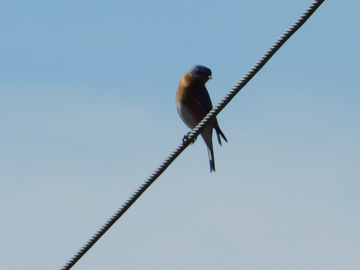 Eastern Bluebird - ML54869031