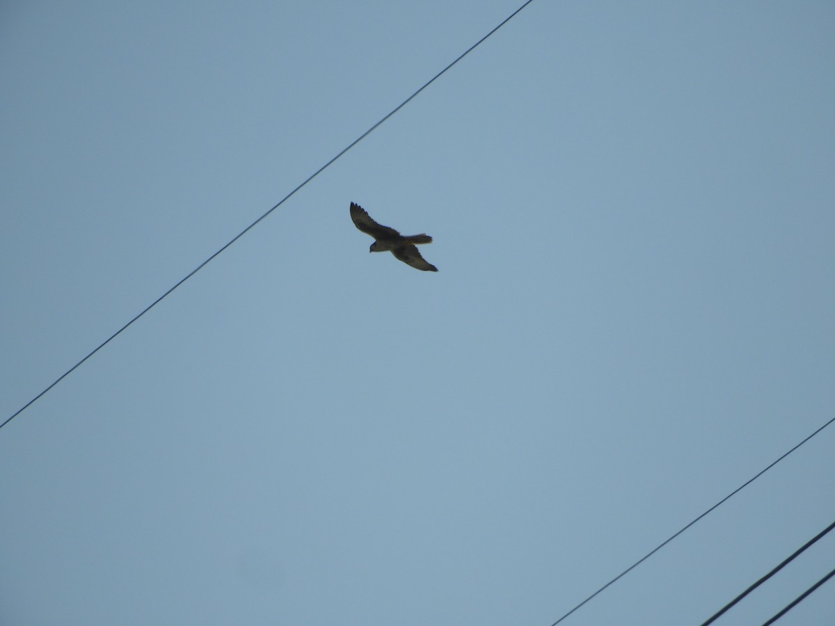 Laggar Falcon - ML548690481