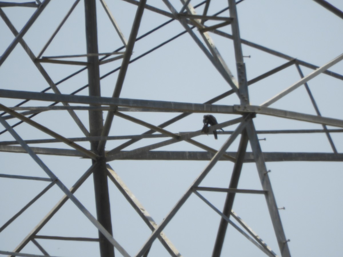 Laggar Falcon - ML548690491