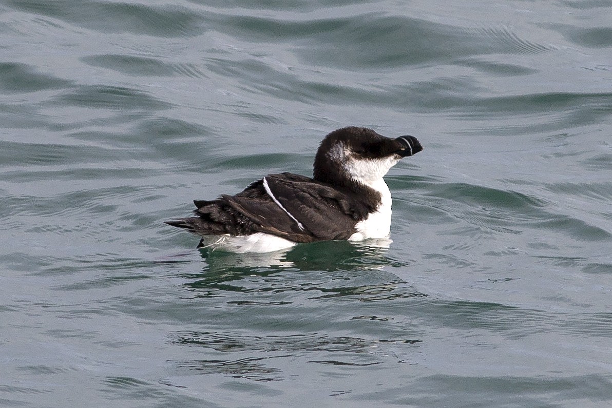 Razorbill - ML548690501