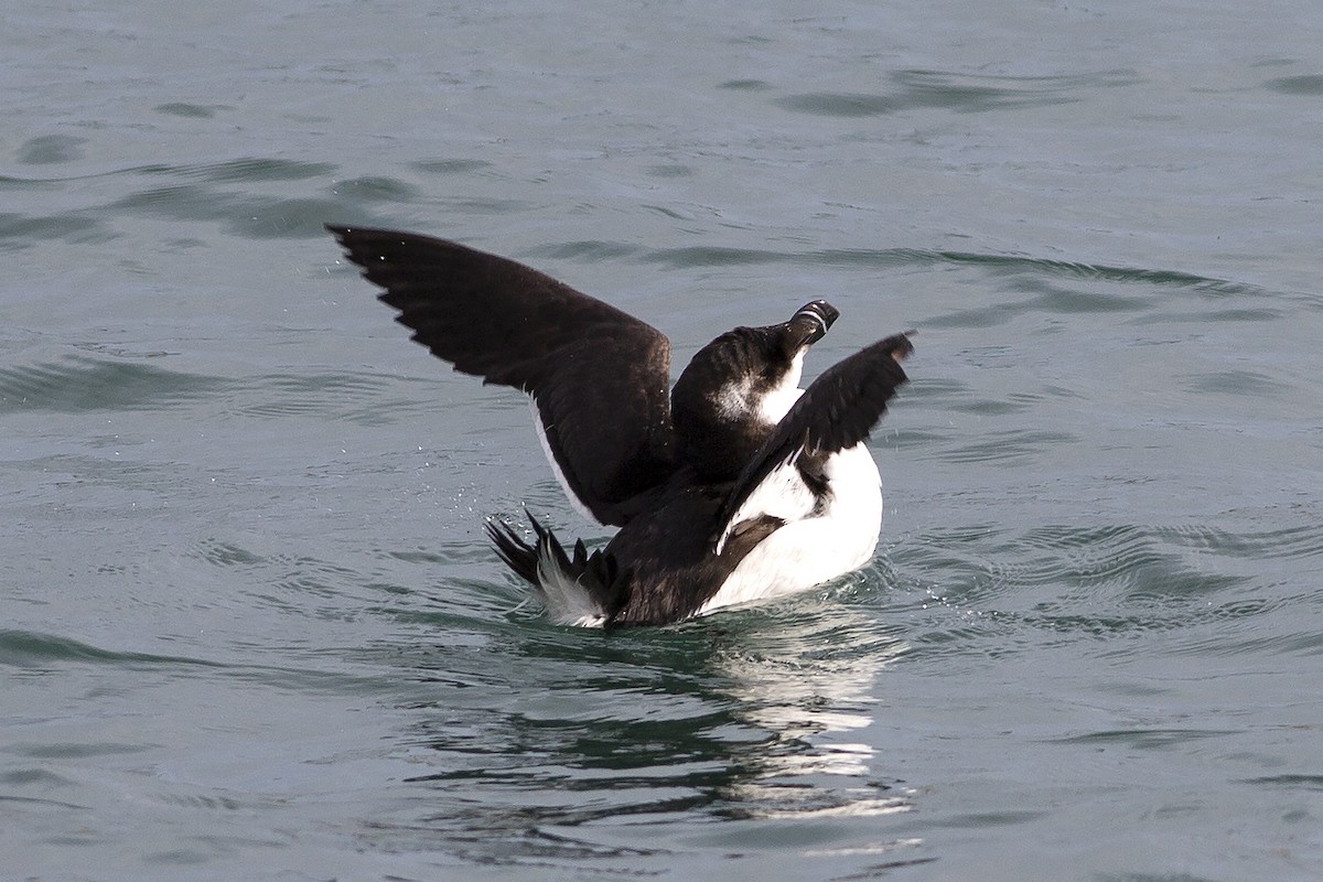 Razorbill - ML548690511
