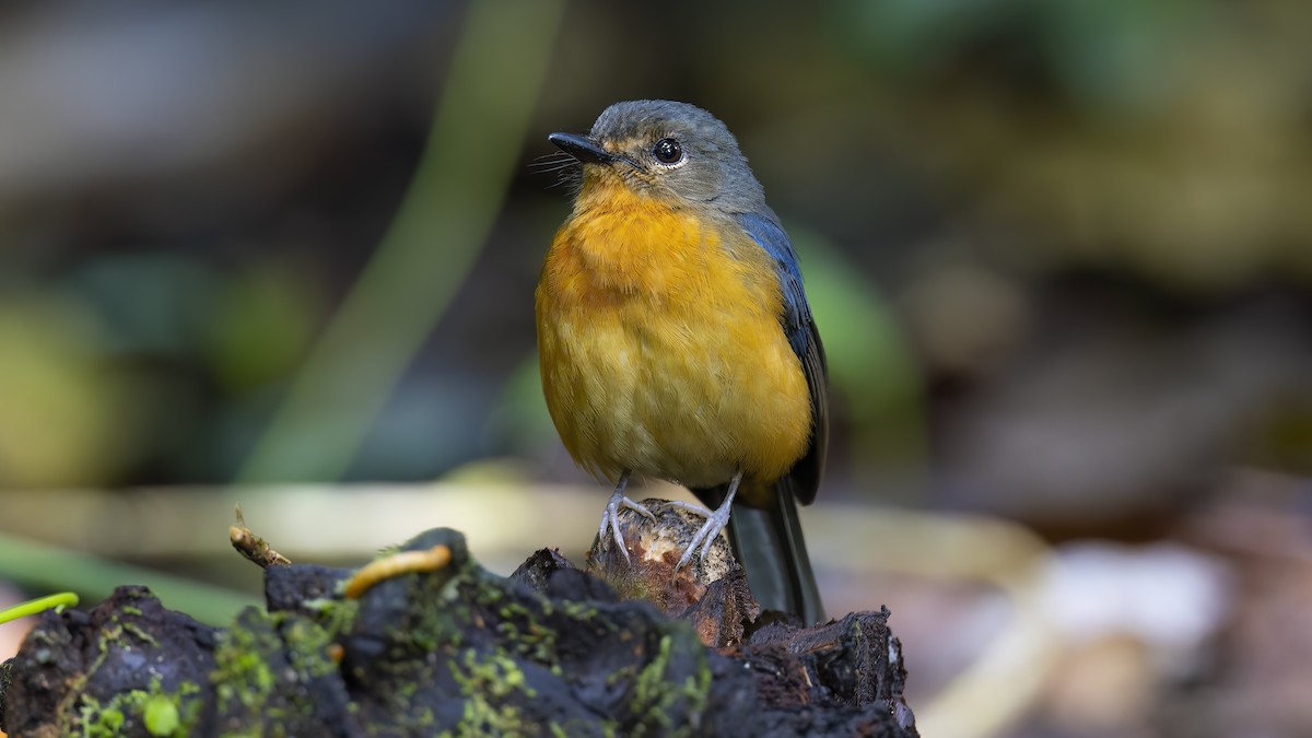 Sulawesi Blue Flycatcher - Kenneth Cheong