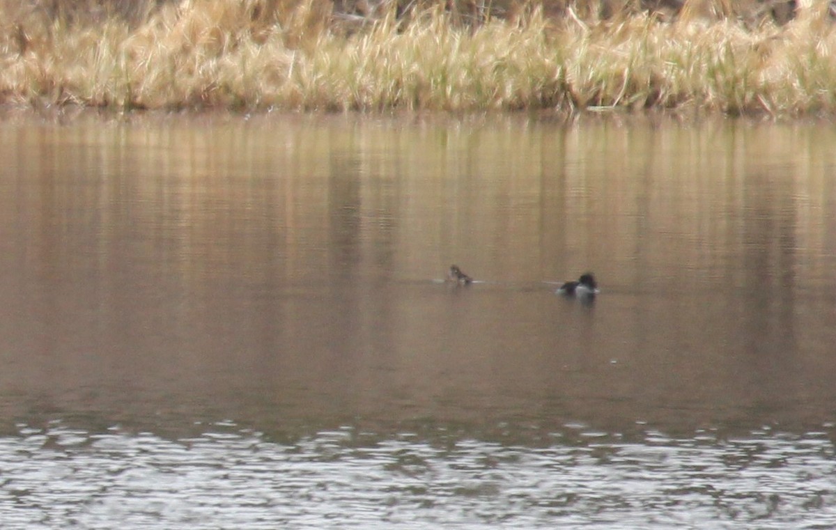 Ring-necked Duck - ML54869201