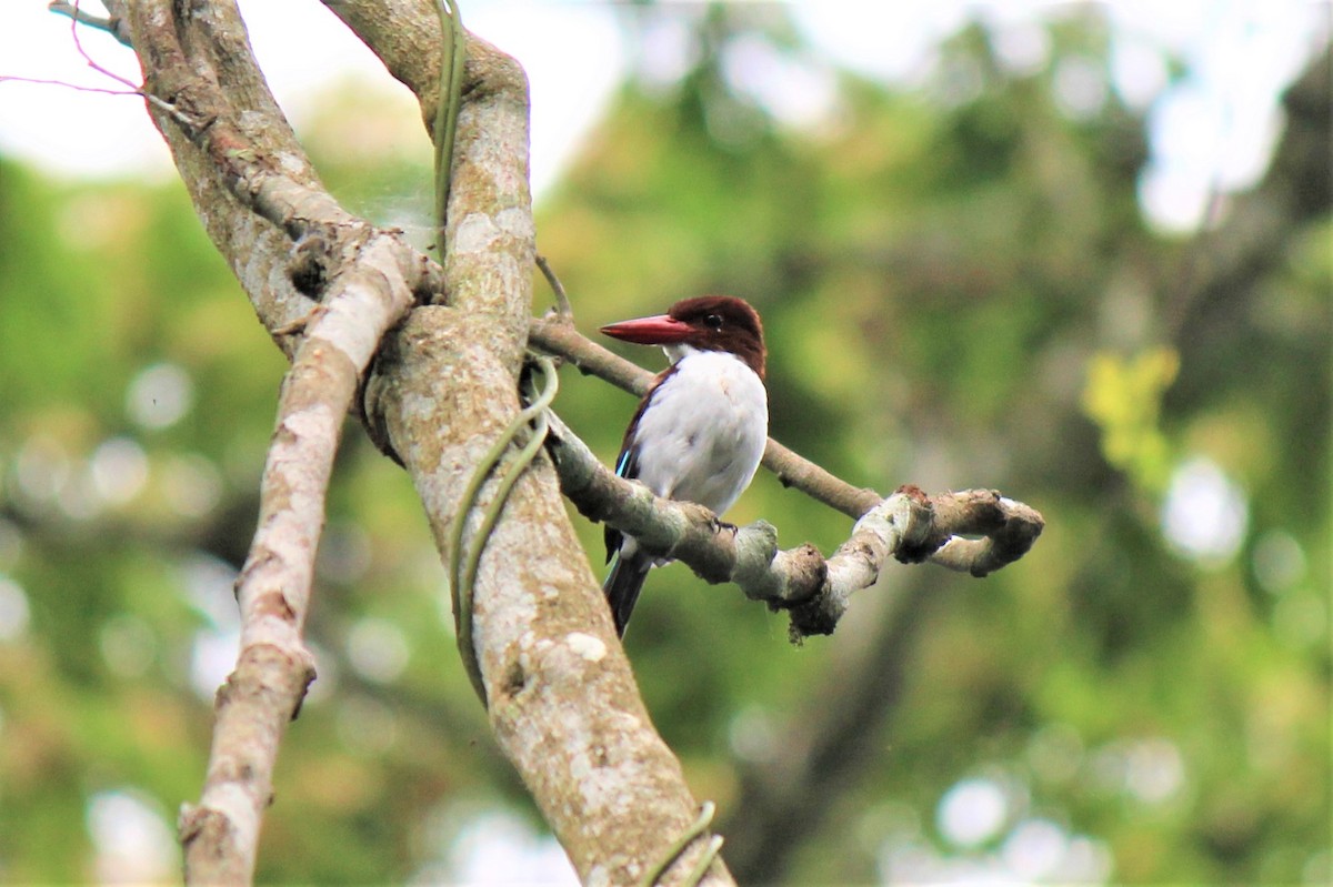 Chocolate-backed Kingfisher - ML548692081