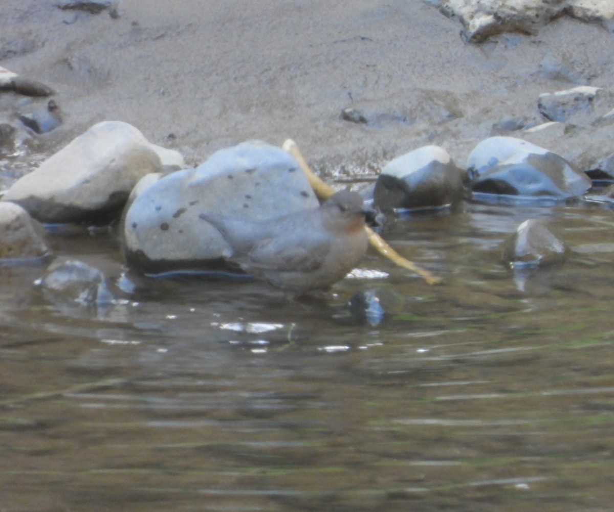 American Dipper - ML548692161