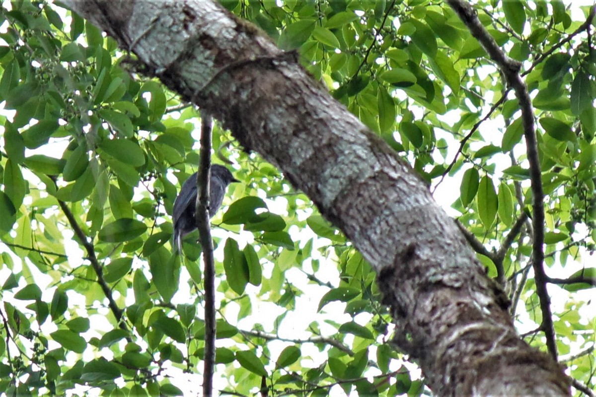 Nimba Flycatcher - Jeremy Lindsell