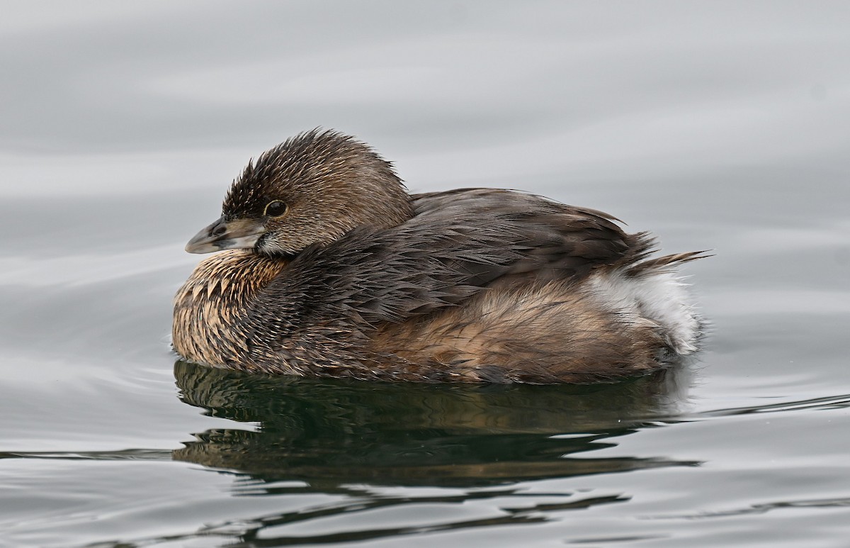 Pied-billed Grebe - ML548693781