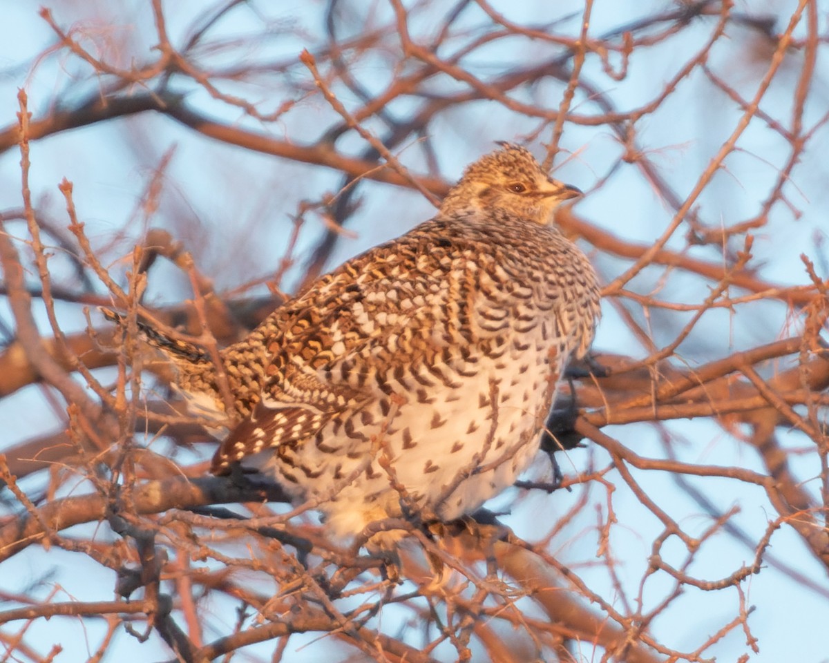 Sharp-tailed Grouse - Kyle Blaney