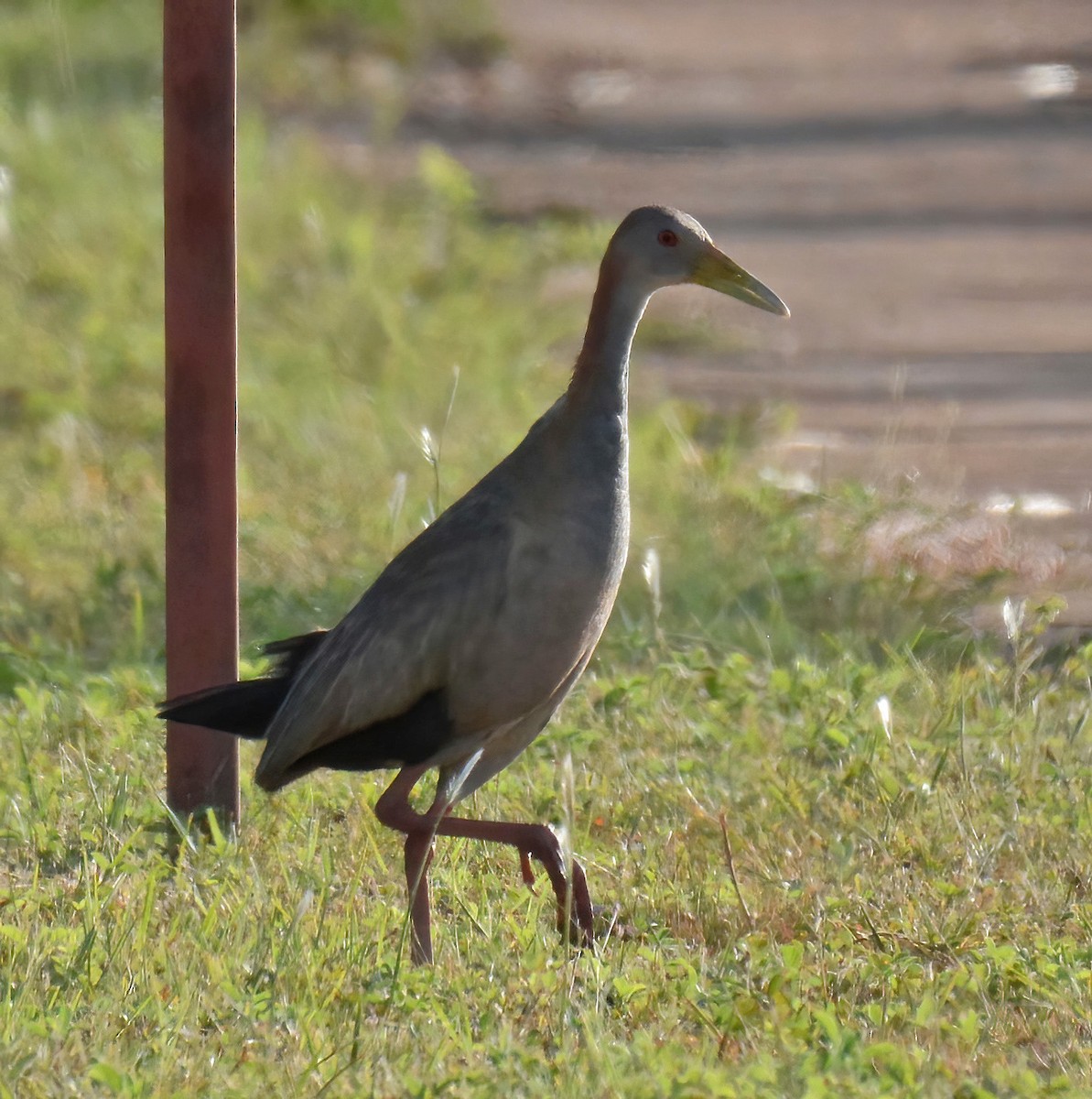 Giant Wood-Rail - ML548694051