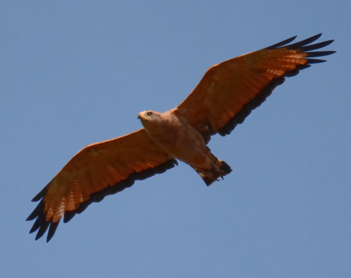 Savanna Hawk - Clément Berthelot