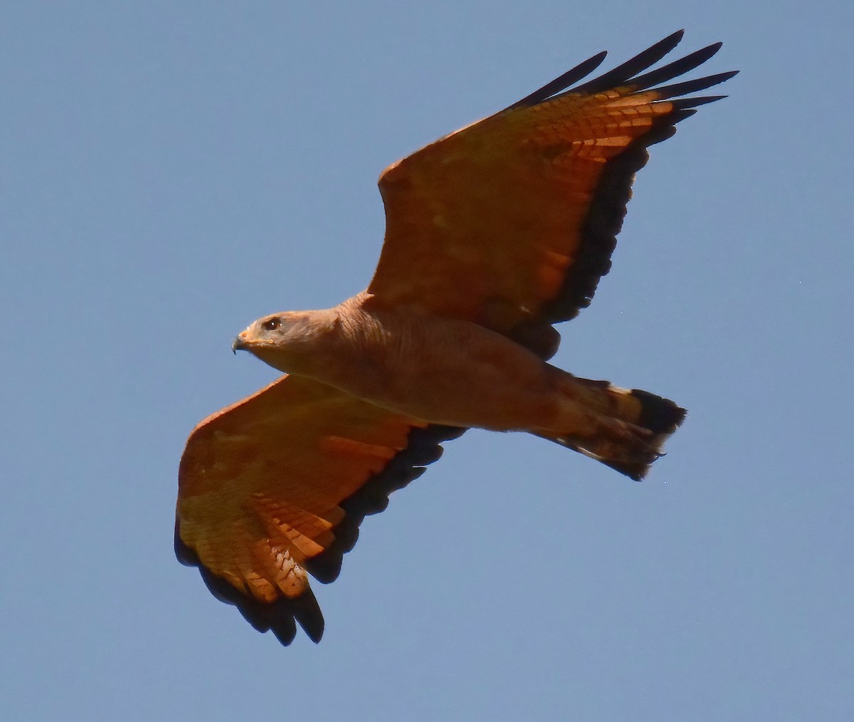 Savanna Hawk - Clément Berthelot