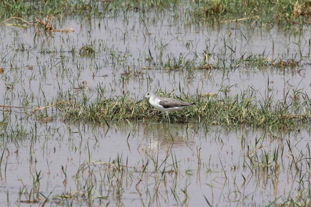 Common Greenshank - ML548695871