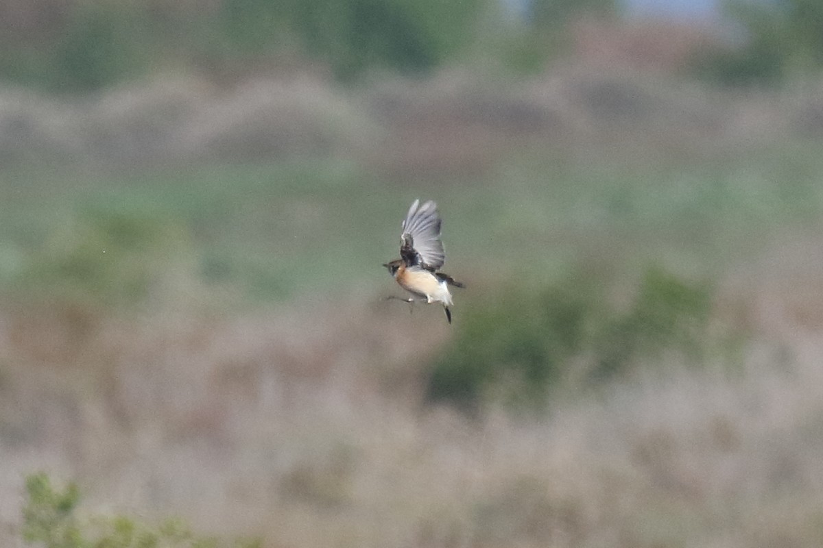 Siberian Stonechat (Siberian) - ML548696801